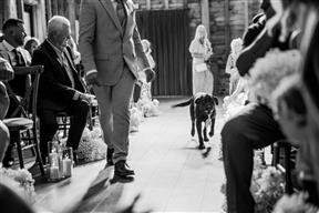 Ring bearer dog at the Redcoats barn wedding venue